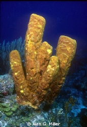 Tube sponge, shot on Kodachrome 64 with a Nikonos RS and ... by Alan G. Miller 